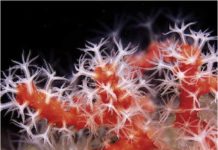 Le corail rouge de Banyuls-Cerbère