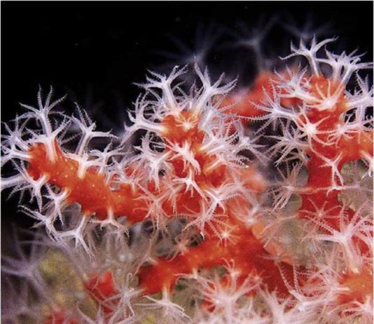 Le corail rouge de Banyuls-Cerbère