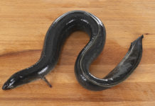 L’anguille de nos étangs