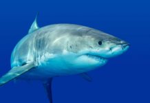La saga du requin blanc de Sète
