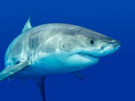 La saga du requin blanc de Sète