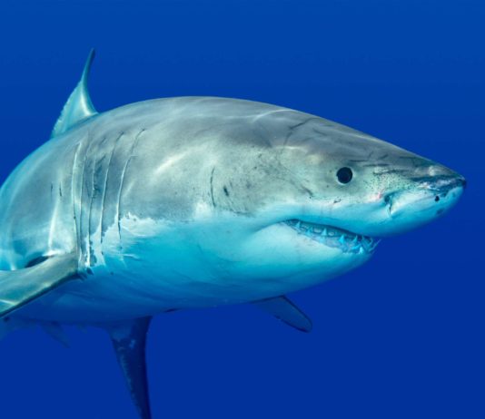 La saga du requin blanc de Sète