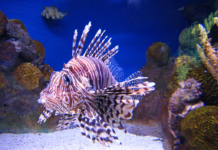 Ces poissons dangereux venus de la Mer Rouge