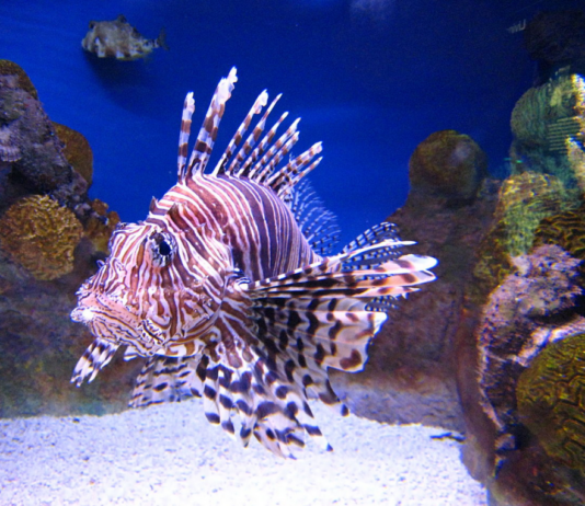 Ces poissons dangereux venus de la Mer Rouge