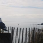 Demain, des plages sans goélands?