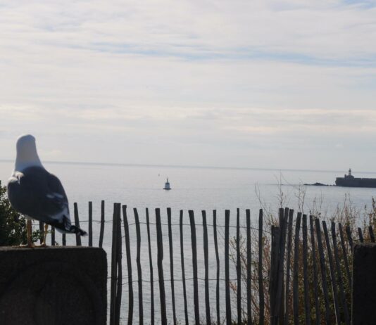 Demain, des plages sans goélands?