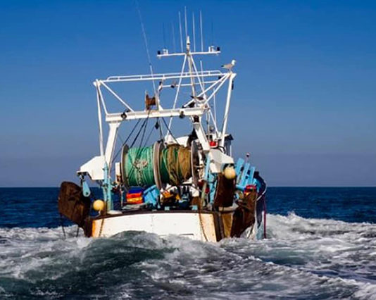 Sète, en tête pour la pêche au thon rouge