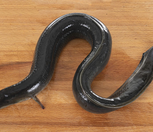 L’anguille de nos étangs