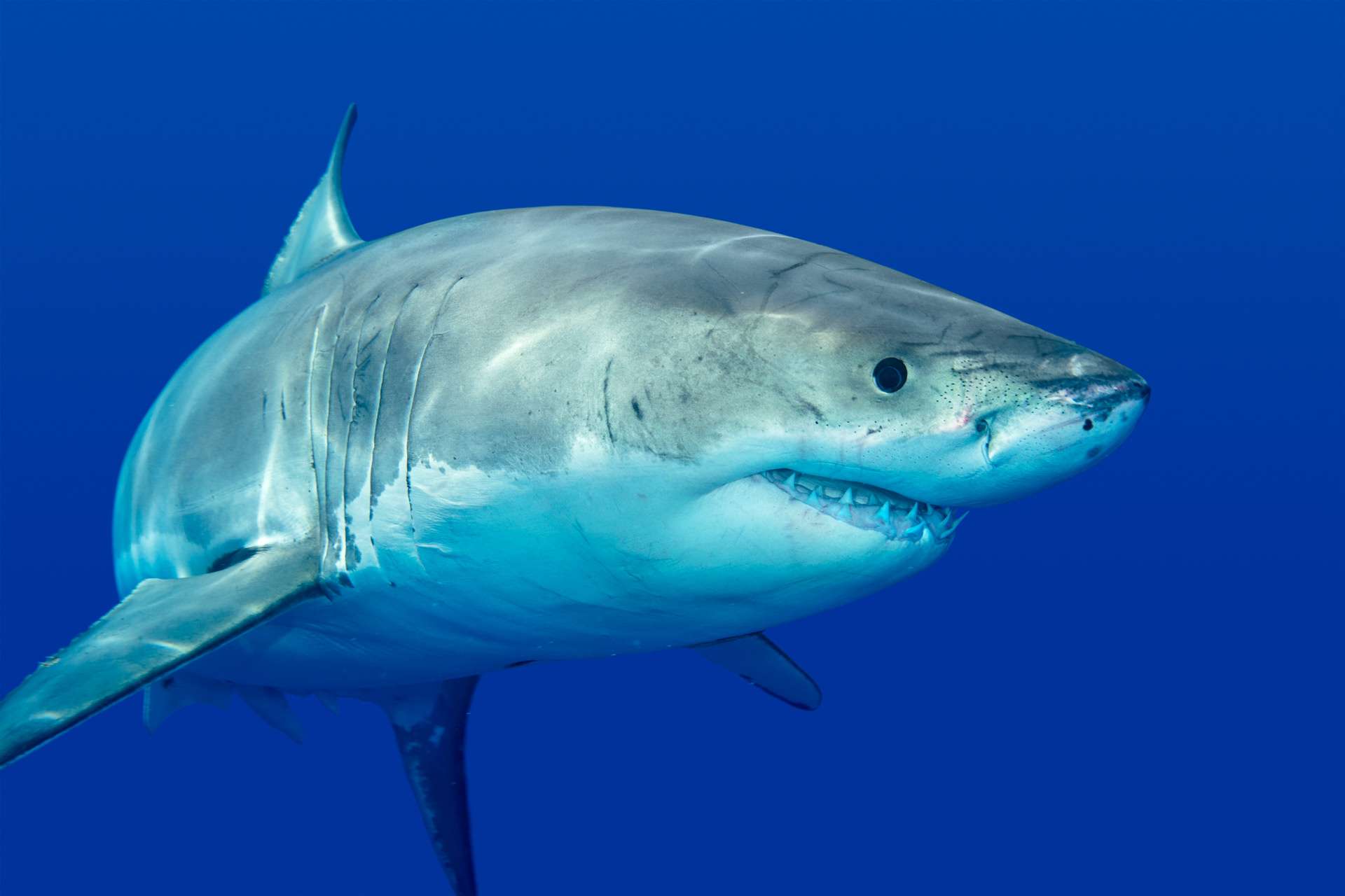 Grand requin blanc — Wikipédia