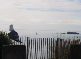 Demain, des plages sans goélands?